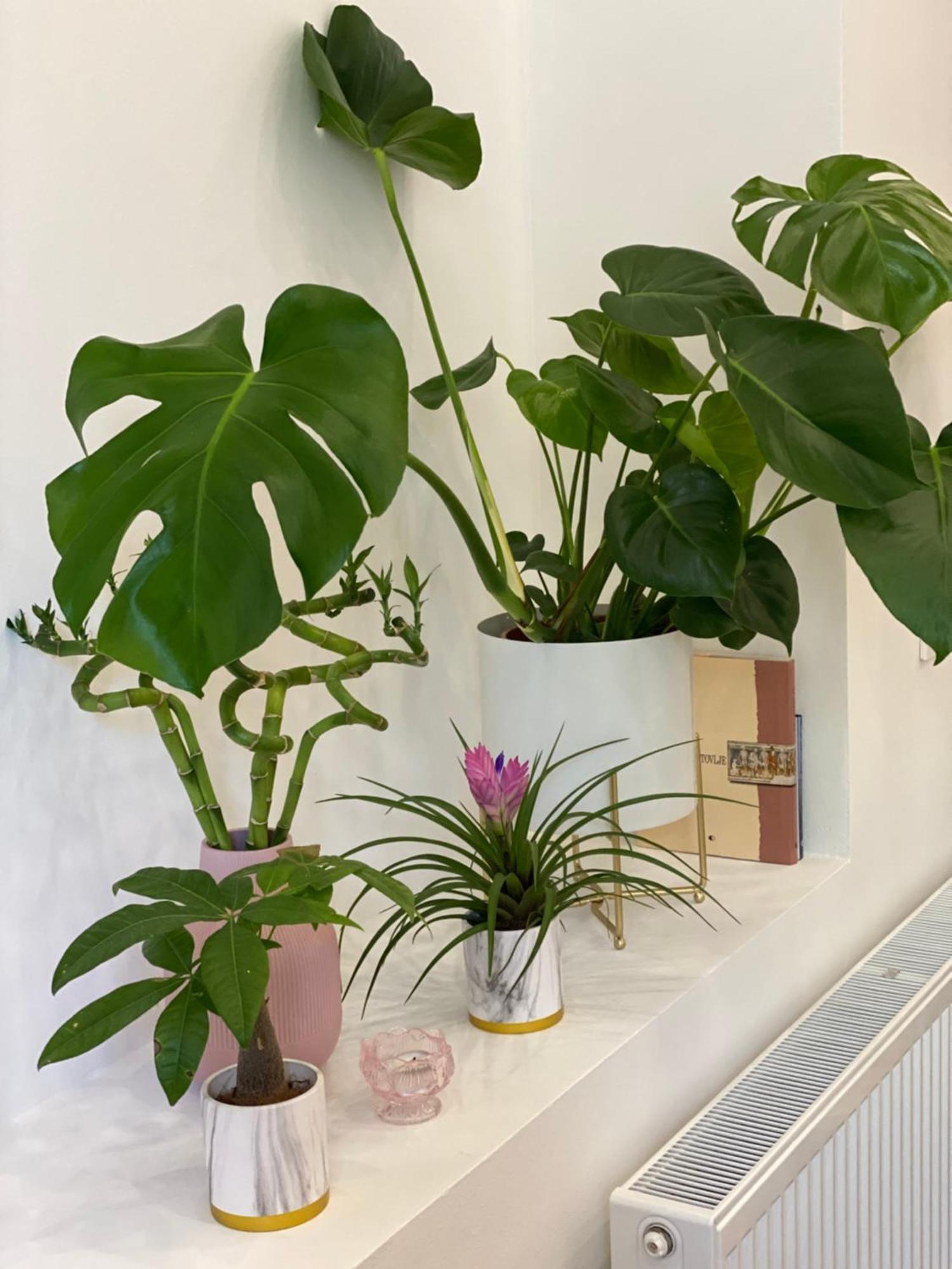 לובליאנה Jungle Loft - Central/Free Parking מראה חיצוני תמונה